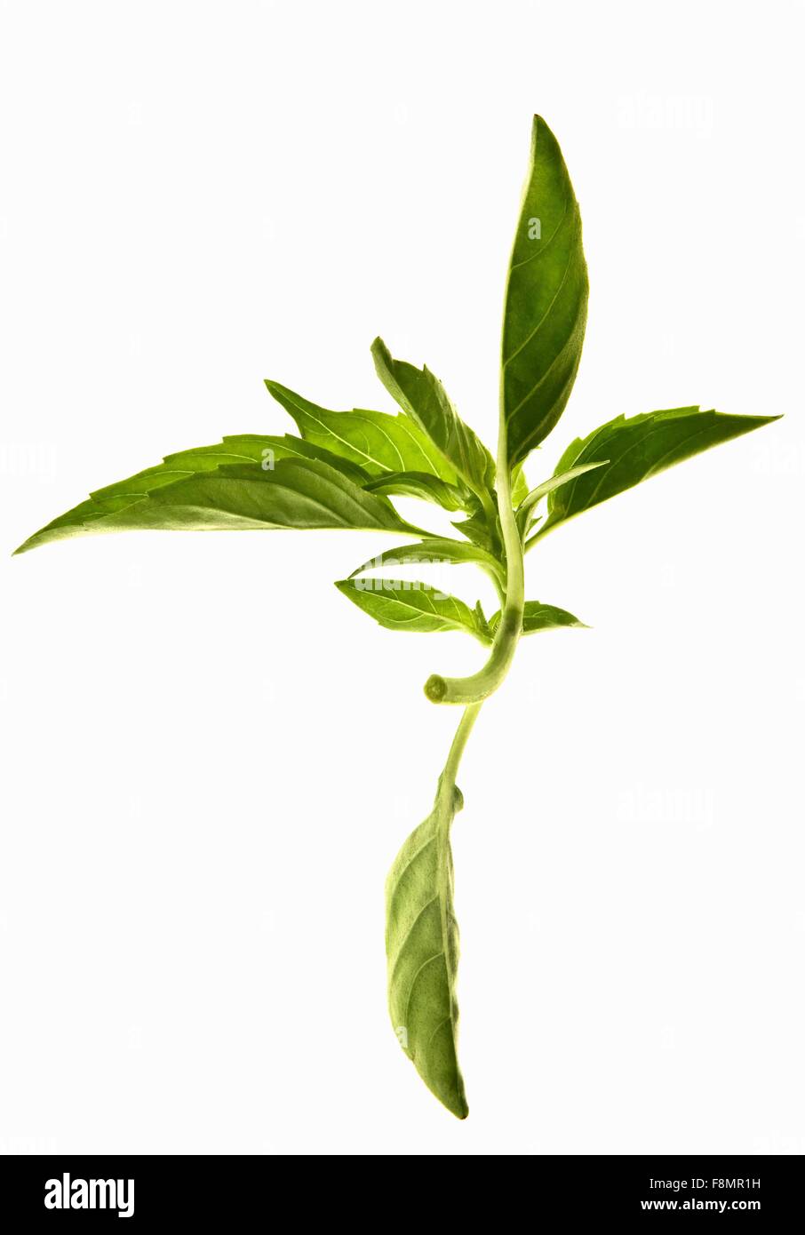 Sprig of basil Stock Photo
