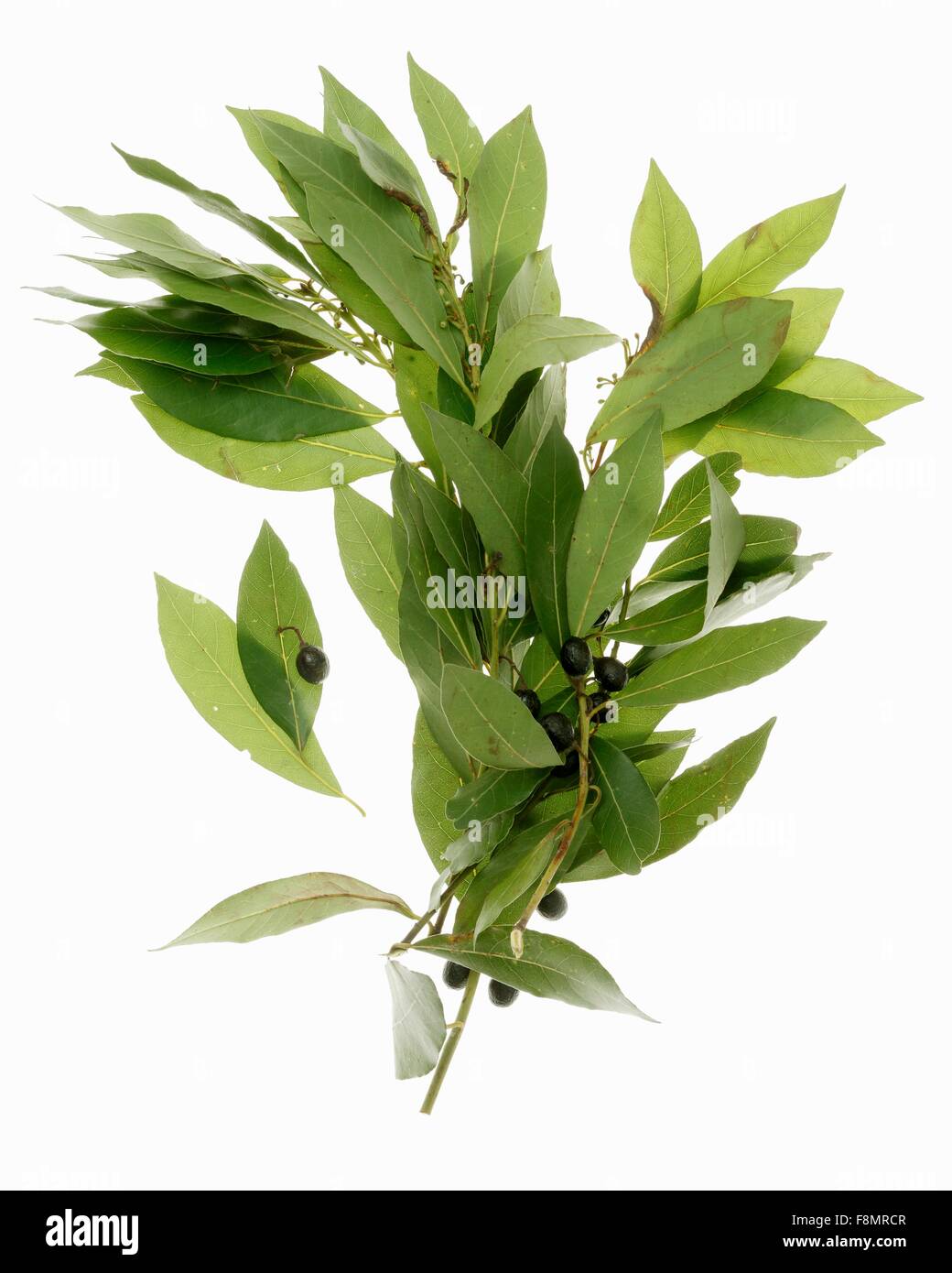 Branches of bay leaves Stock Photo Alamy