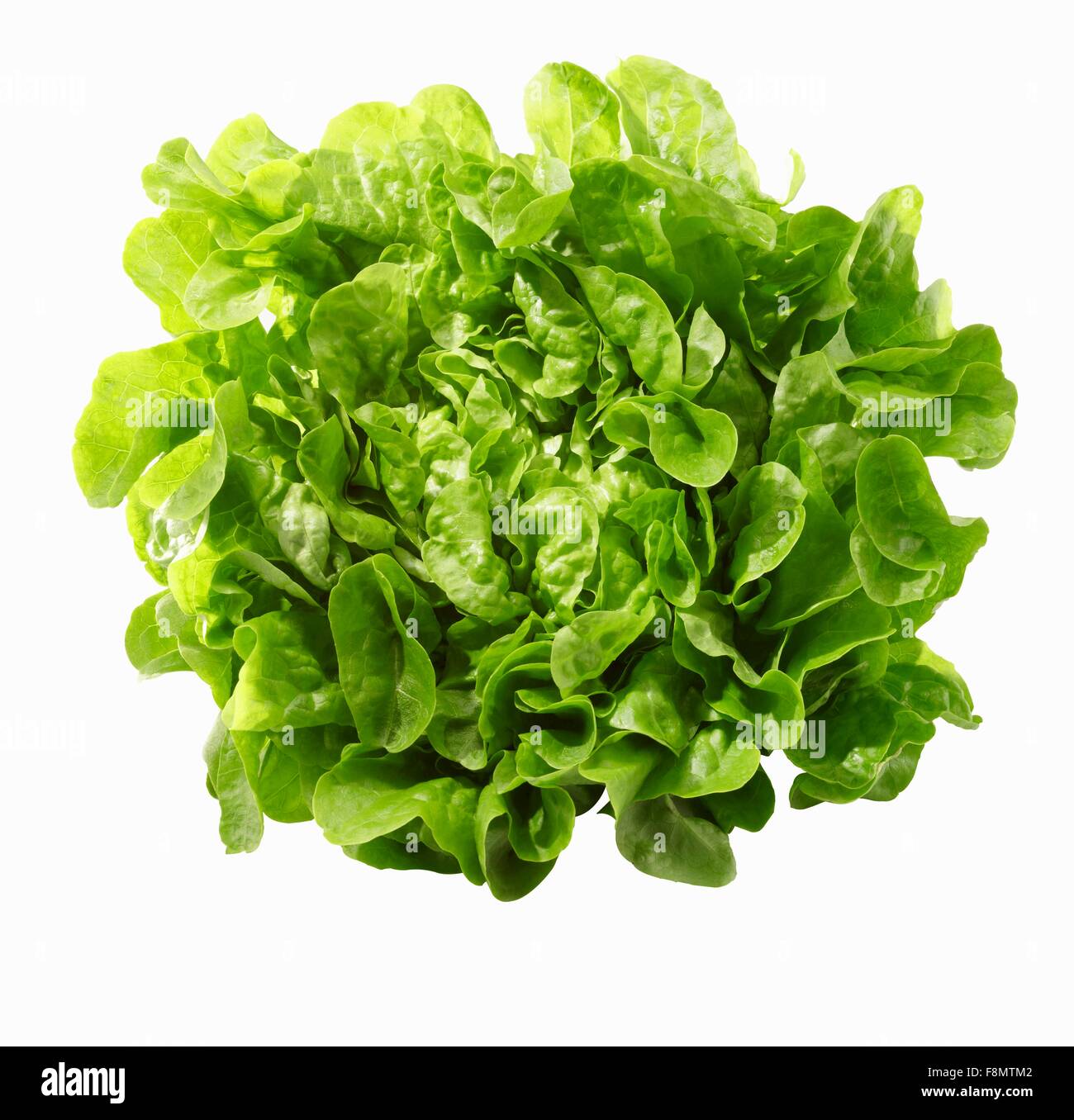 Leafy green lettuce Cut Out Stock Images & Pictures - Alamy