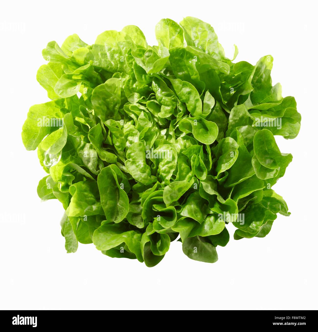 Green oak leaf lettuce hi-res stock photography and images ...
