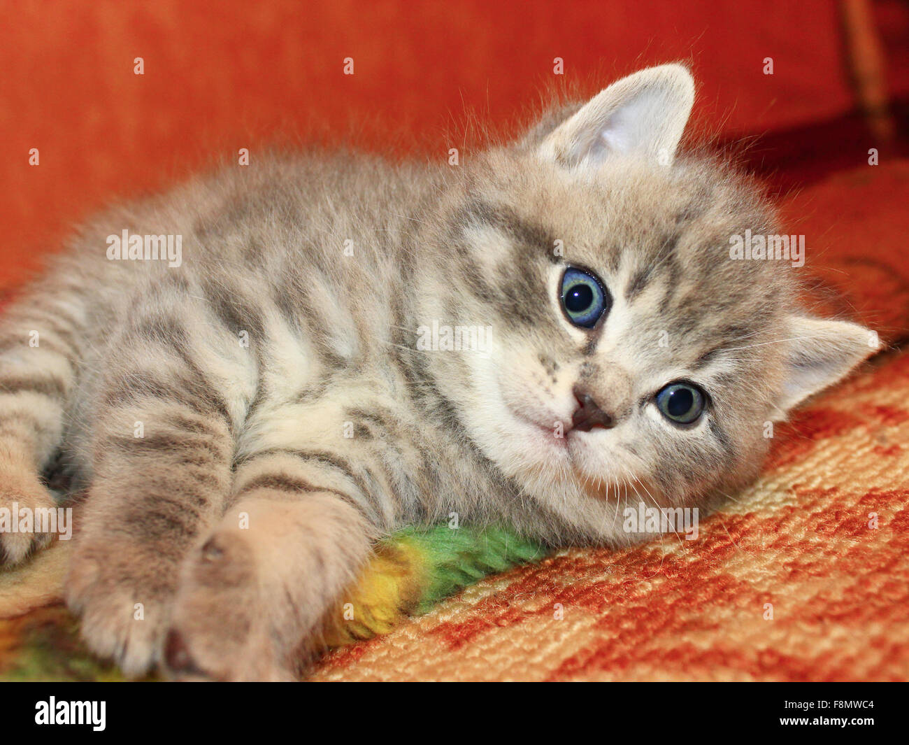 little nice and amusing kitty of Scottish Straight breed Stock Photo
