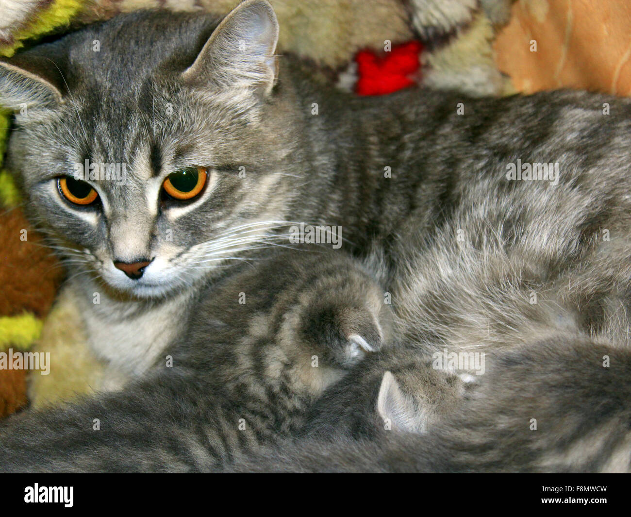 cat and her kittens of Scottish Straight breed Stock Photo