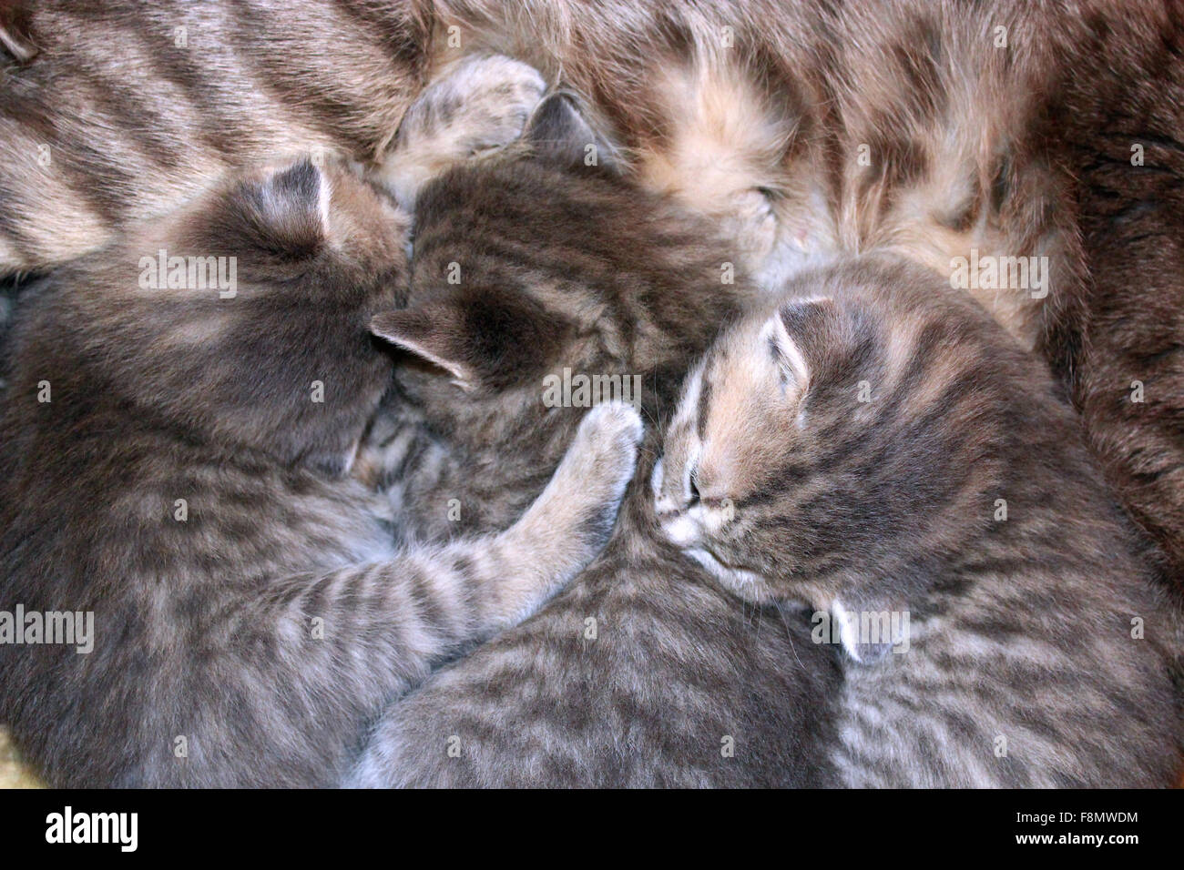 kittens of Scottish Straight breed drinking milk from his mother Stock Photo