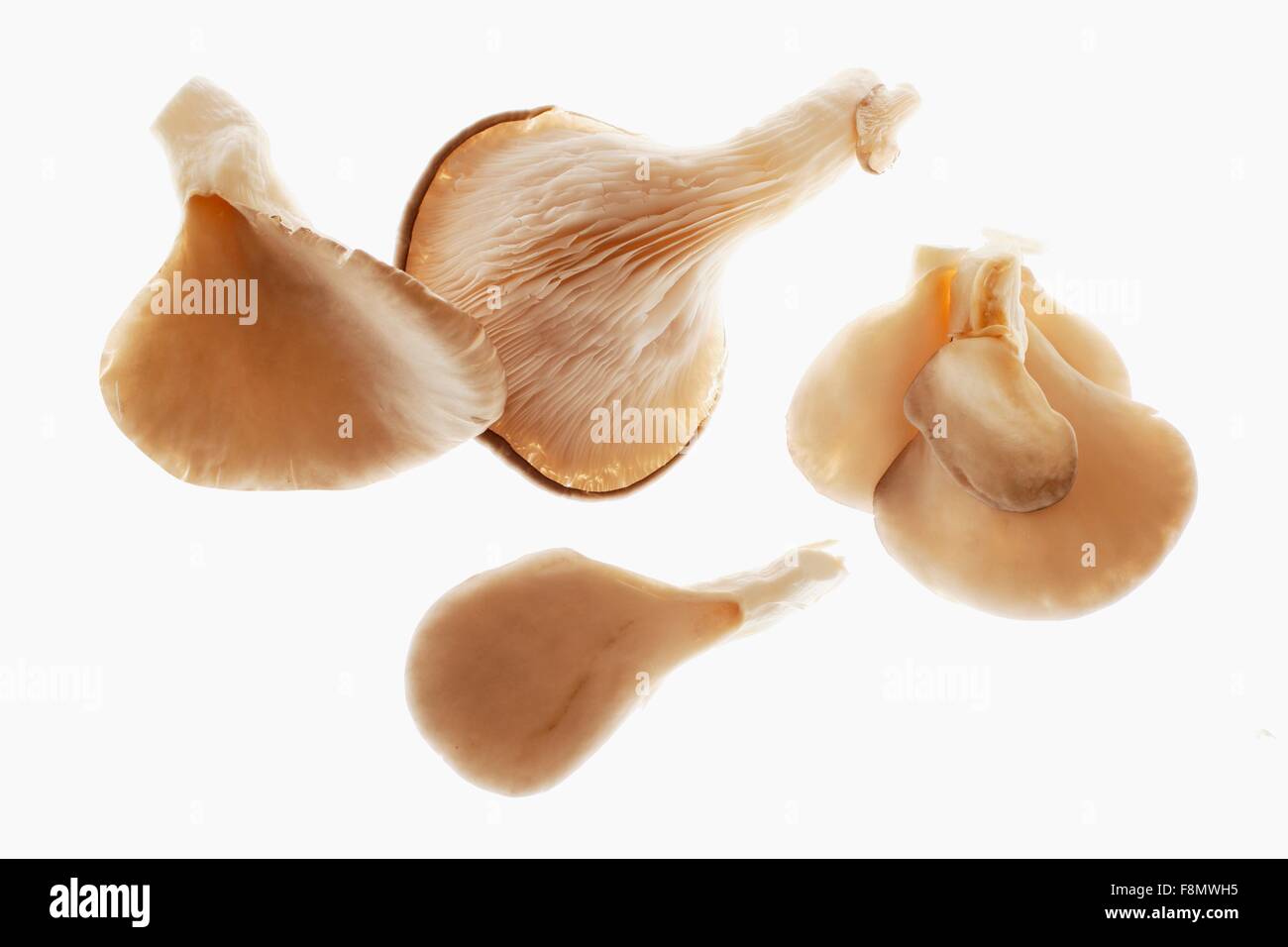 Several fresh oyster mushrooms Stock Photo Alamy