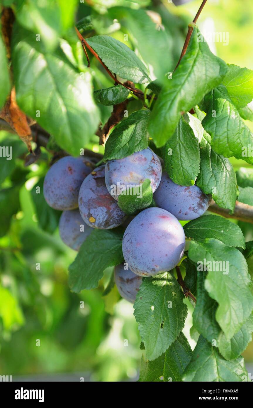 Plums on the branch Stock Photo