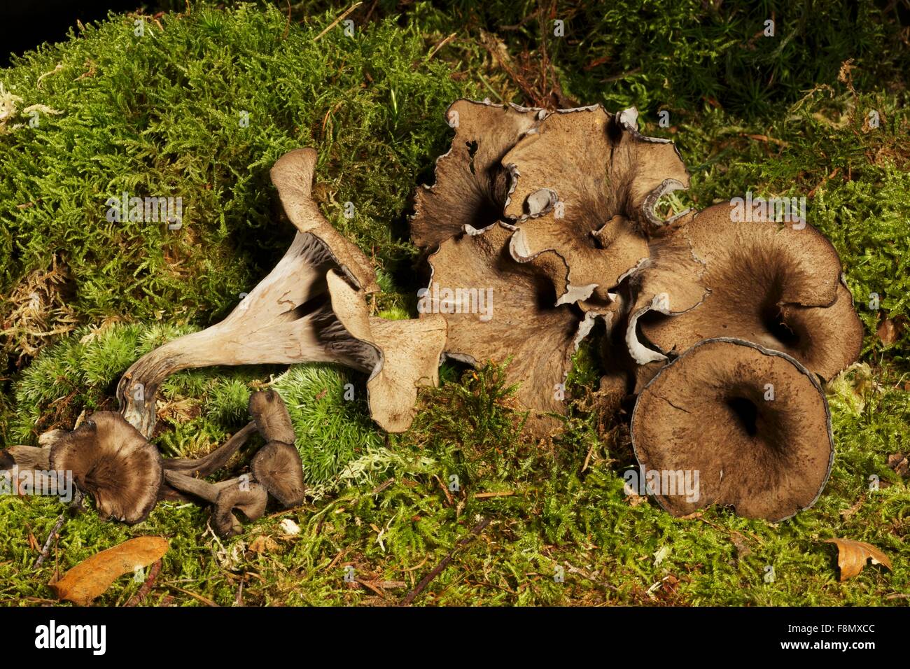 Black Chanterelle Mushroom Stock Photo Alamy