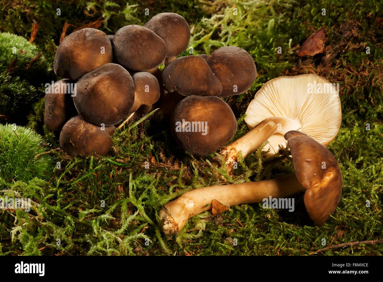 Tricholoma mushrooms Stock Photo