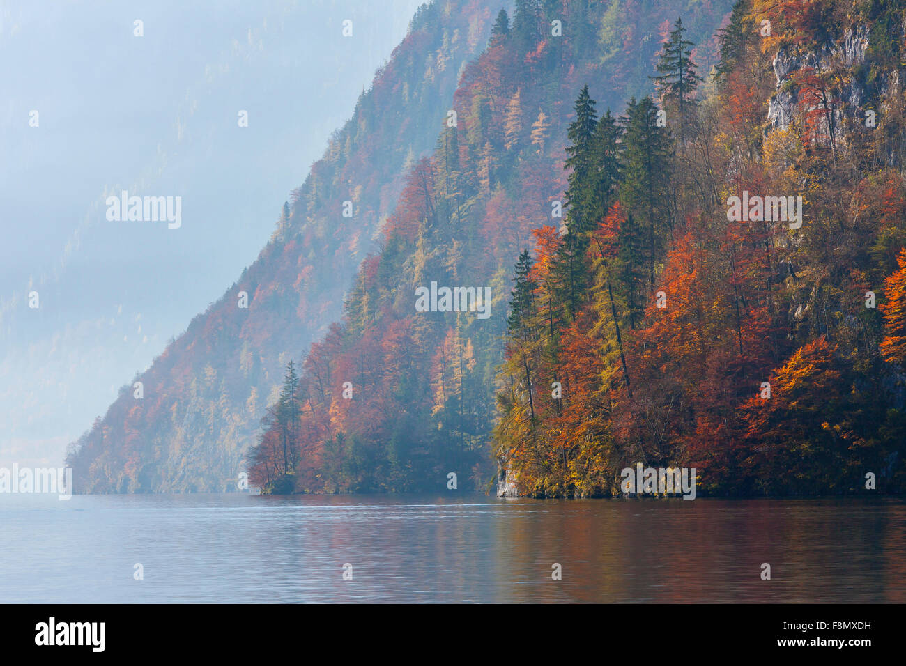 Mixed forest on mountain slope along Lake Königssee in autumn in the Berchtesgaden National Park, Alps, Bavaria, Germany Stock Photo