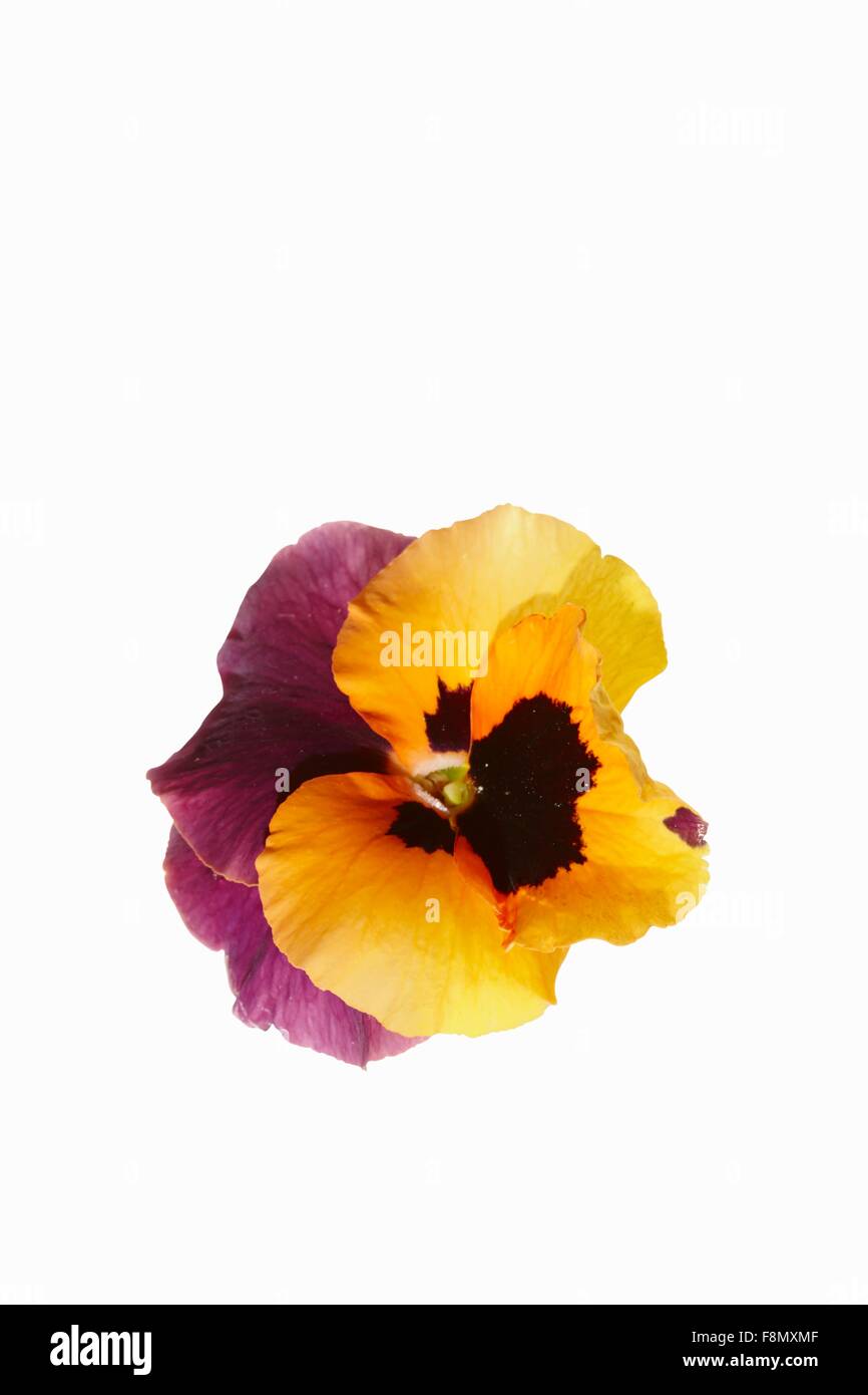 Pansies the edible flower Cut Out Stock Images & Pictures Alamy