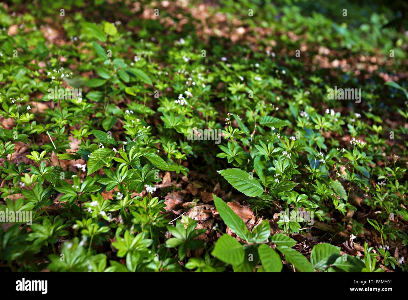 Woodruff in the forest Stock Photo