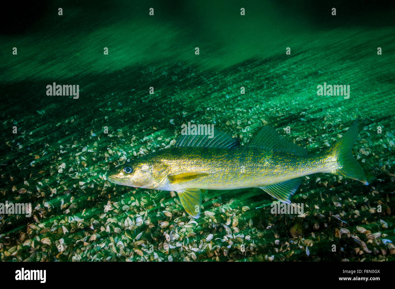 Walleye underwater in the St. Lawrence River in Canada Stock Photo