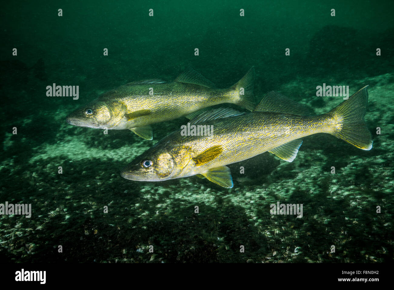 Walleyes underwater in the St. Lawrence River in Canada Stock Photo