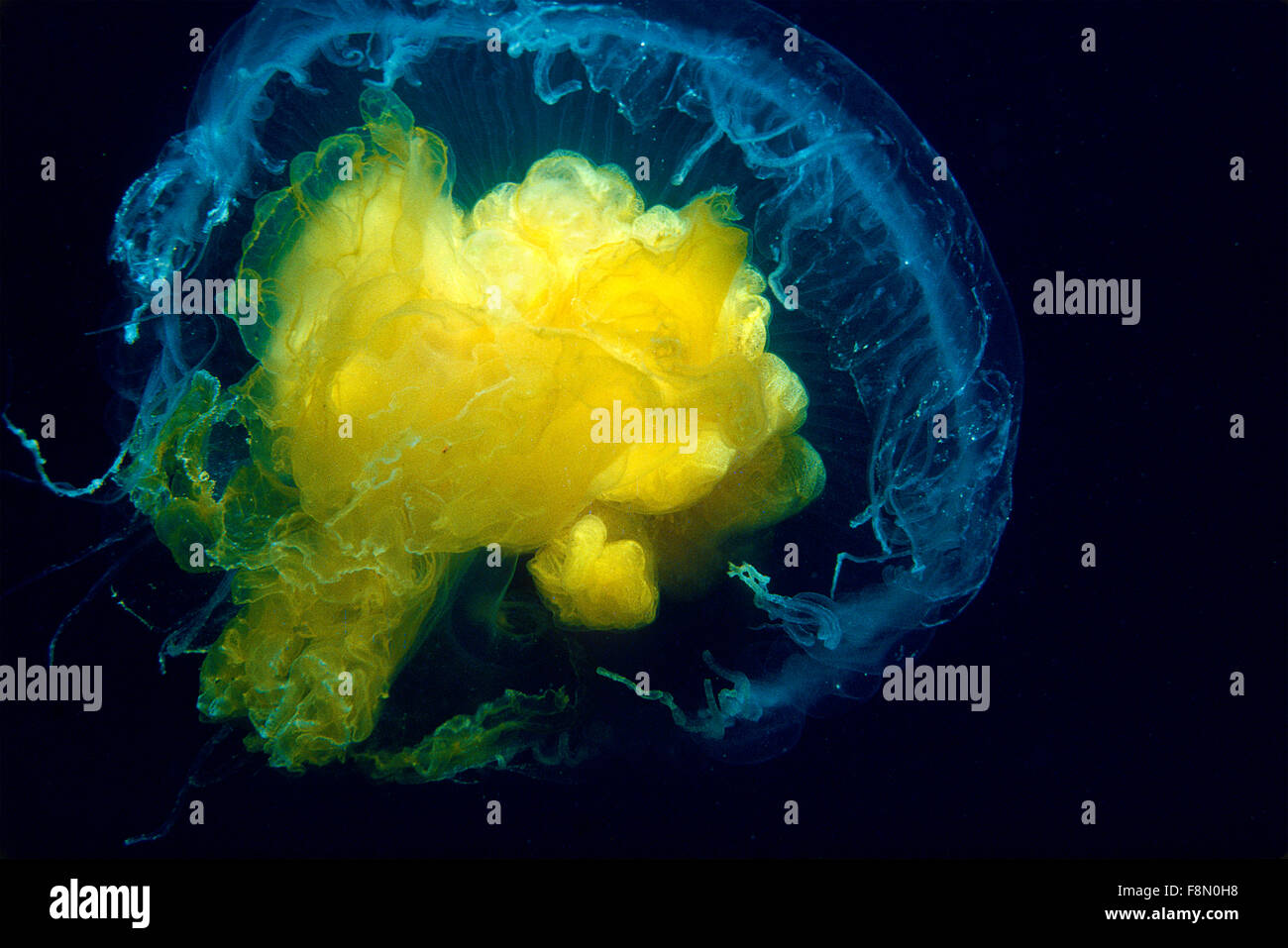 Fried Egg Jellyfish underwater in the St.Lawrence Estuary in Canada