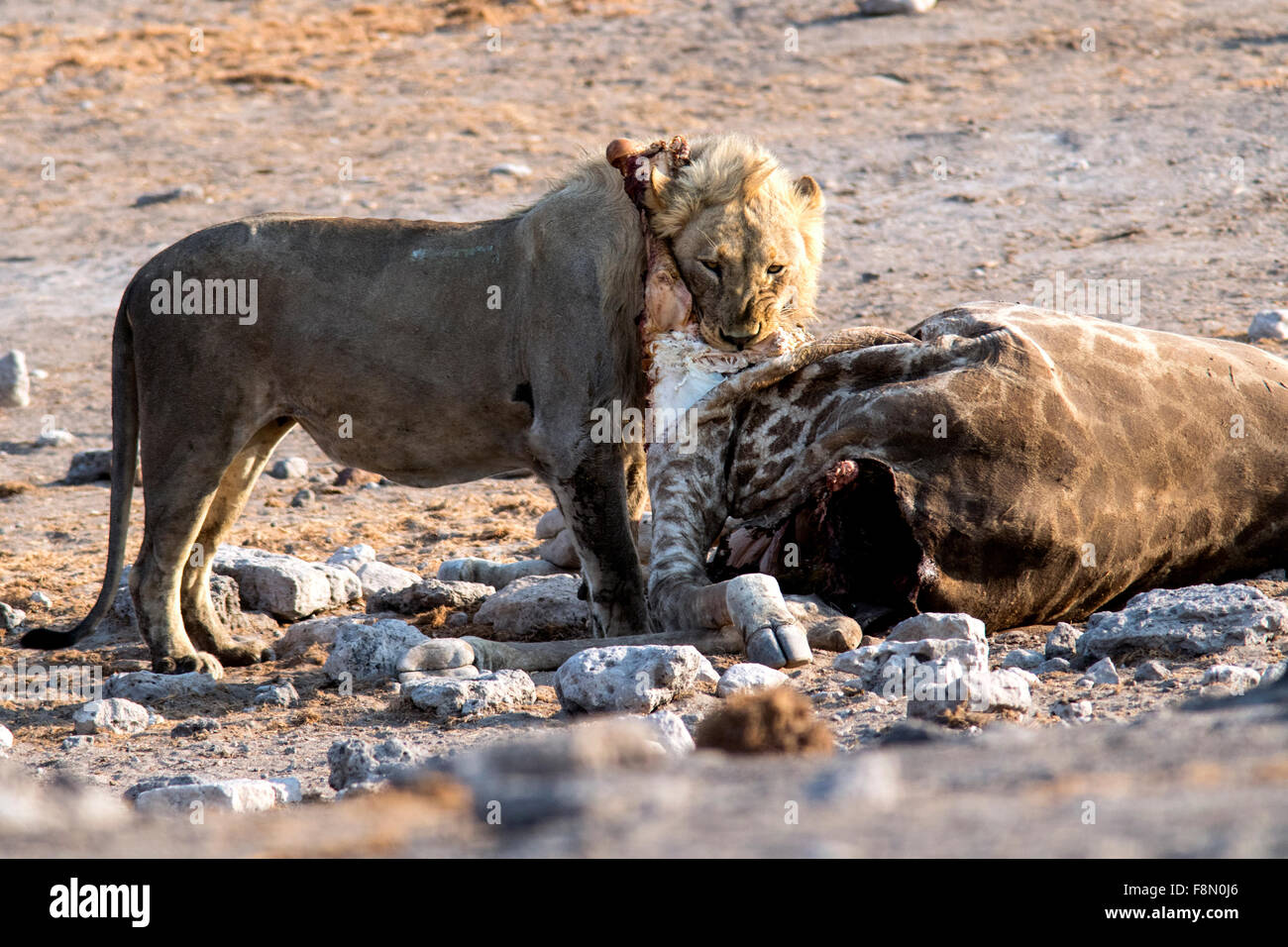 African Lion (Panthera leo) eating giraffe kill - Etosha National Park, Namibia, Africa Stock Photo