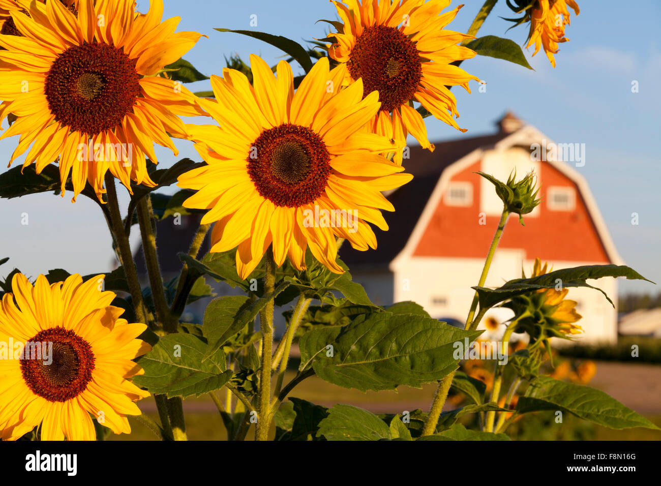 Sunflowers and Barn, Edmonton, Alberta, Canada Stock Photo Alamy