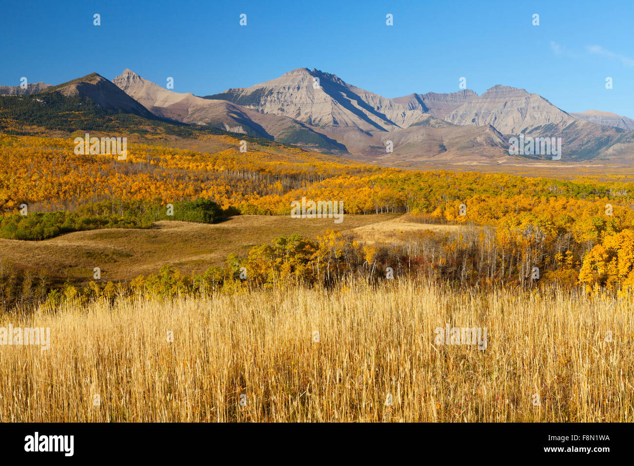 Slopes of the Canadian Rockies near Waterton Lakes Provincial Park, Alberta, Canada Stock Photo