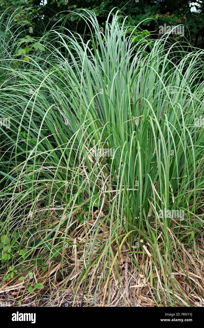 Carex is grassy plants in the family Cyperaceae Stock Photo