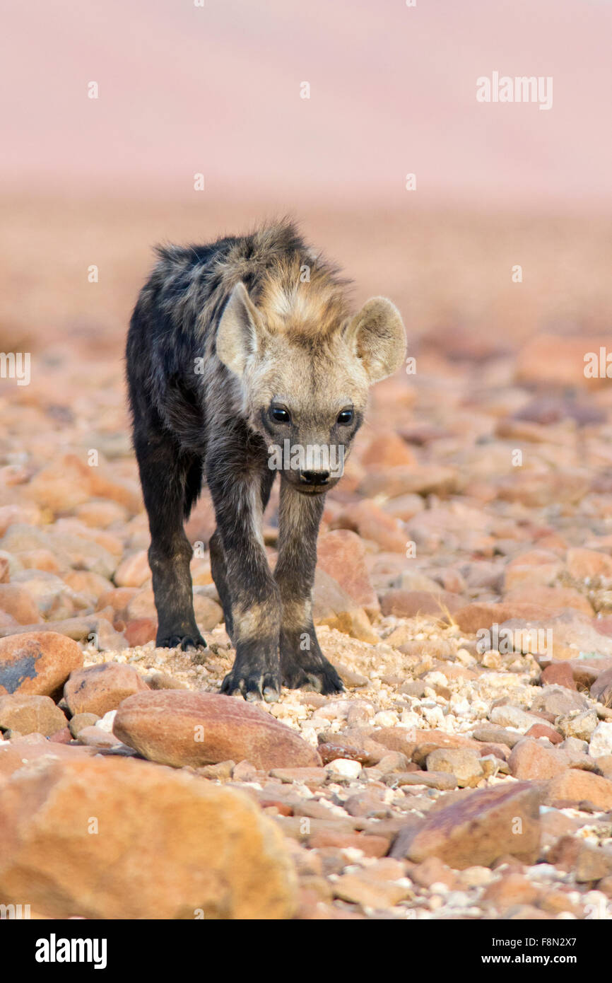 Spotted Hyena (Crocuta crocuta) - Desert Rhino Camp, Namibia, Africa Stock Photo