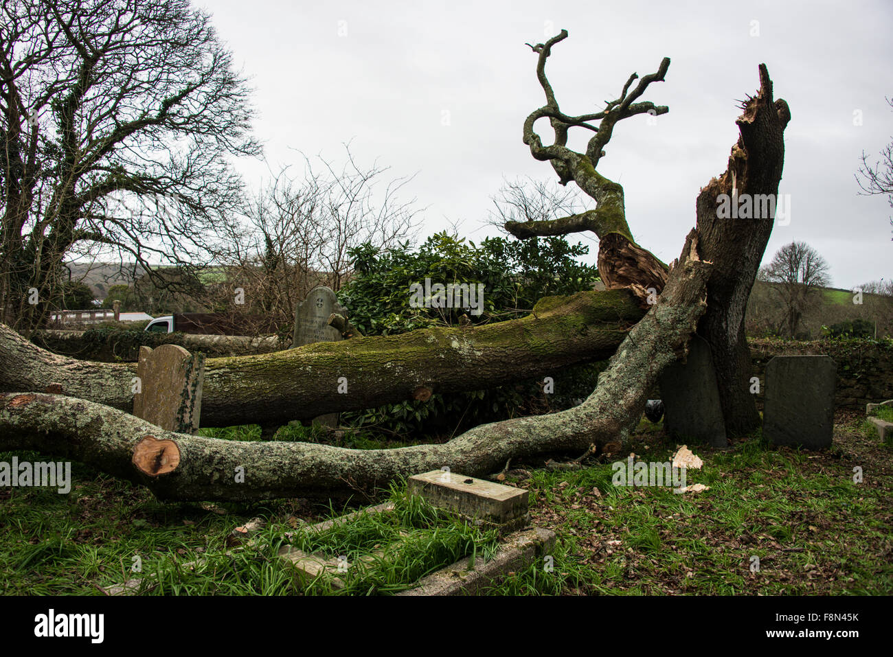 Helston, Cornwall, UK. 10th December, 2015. tree falls over in Helston ...