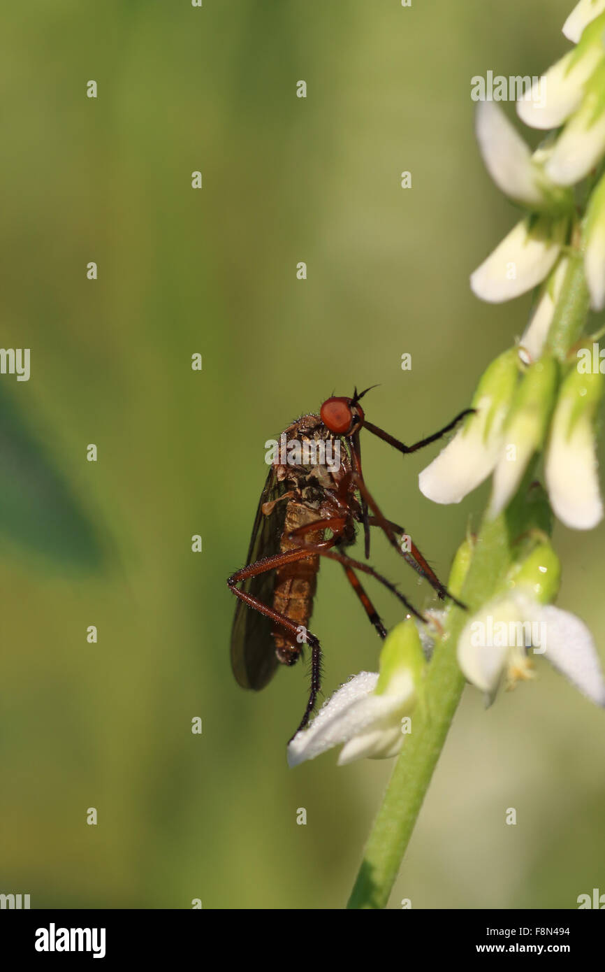 Dance Fly Empis tessellata resting on white flower head Stock Photo