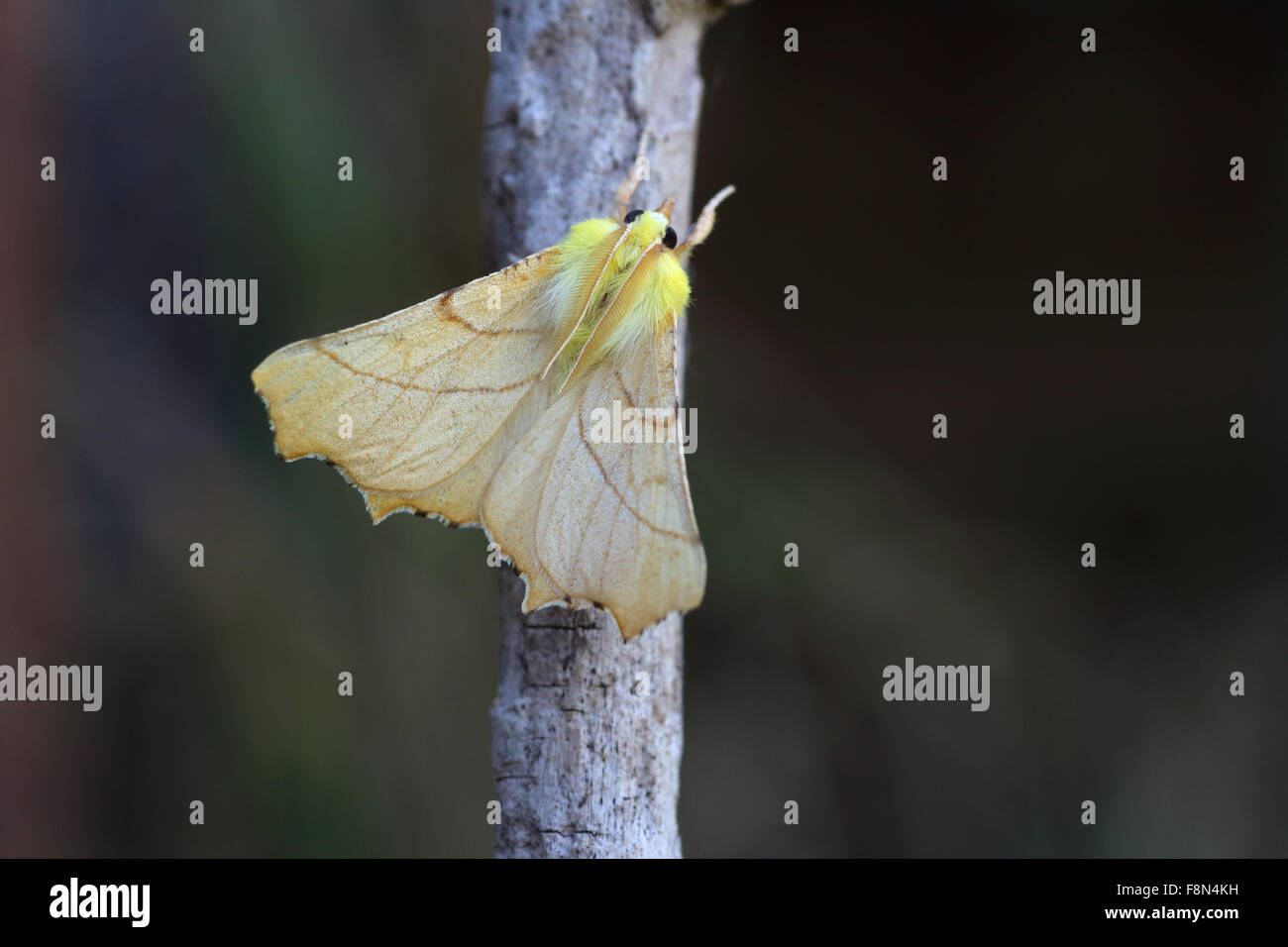 Canary shouldered thorn moth resting on dead branch ennomos alniaria Stock Photo