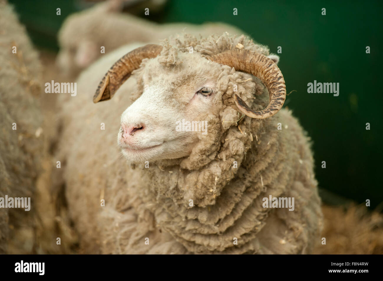 Close up of ram with curled horns Stock Photo