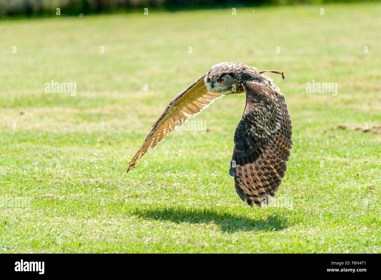 Flying owl over green grass at display Stock Photo