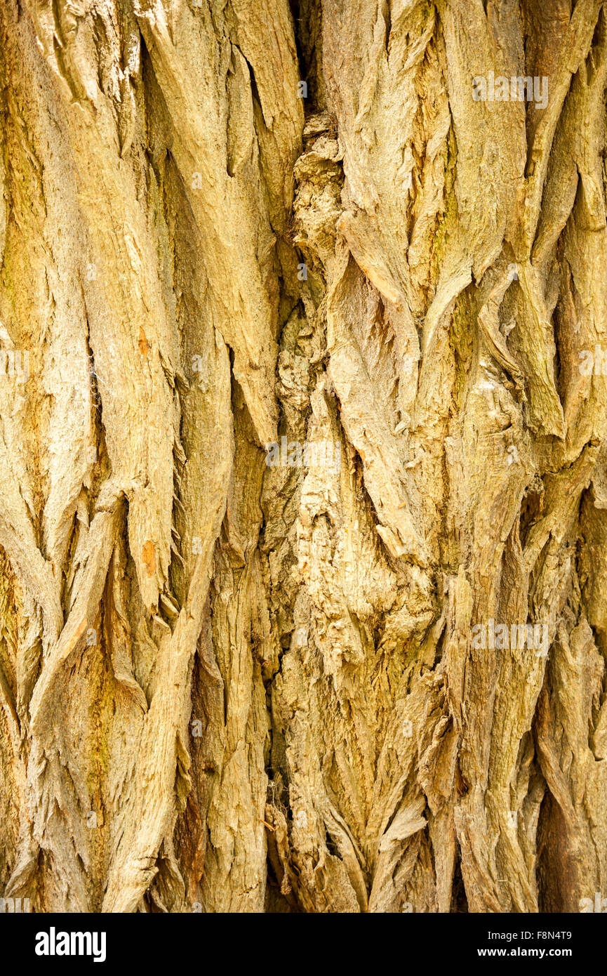 Close up of tree bark texture and grooves Stock Photo