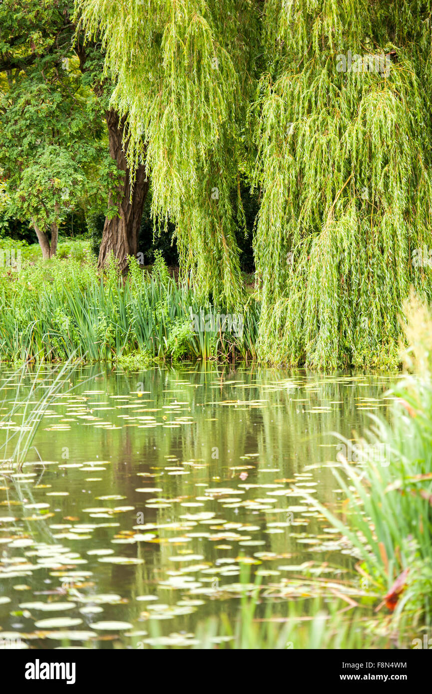 Willow tree over pond in summer Stock Photo
