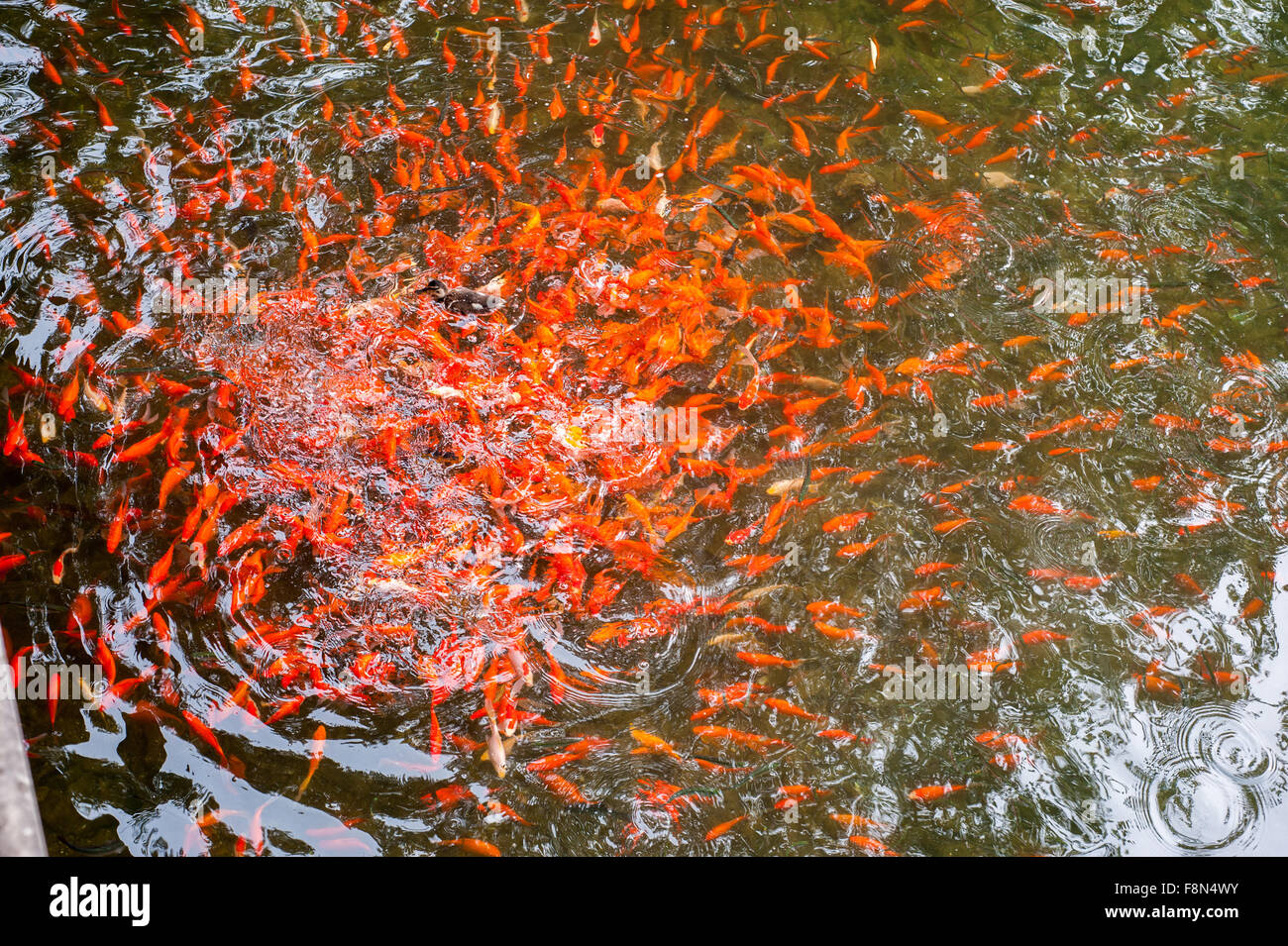 Many gold fish schooling in pond Stock Photo