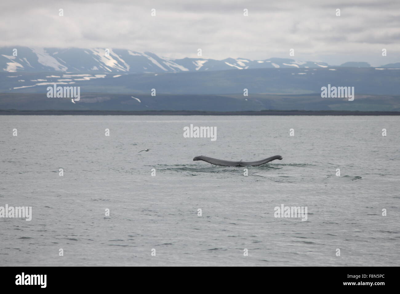 Humpback Whale in Skjalfandi Bay Husavik Northeast Iceland Europe Stock ...