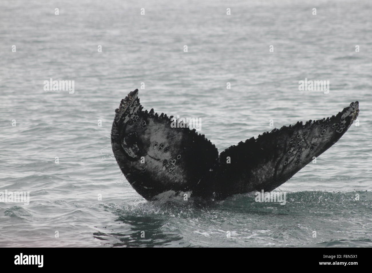 Humpback Whale Tail Skjalfandi Bay Husavik Northeast Iceland Europe Stock Photo
