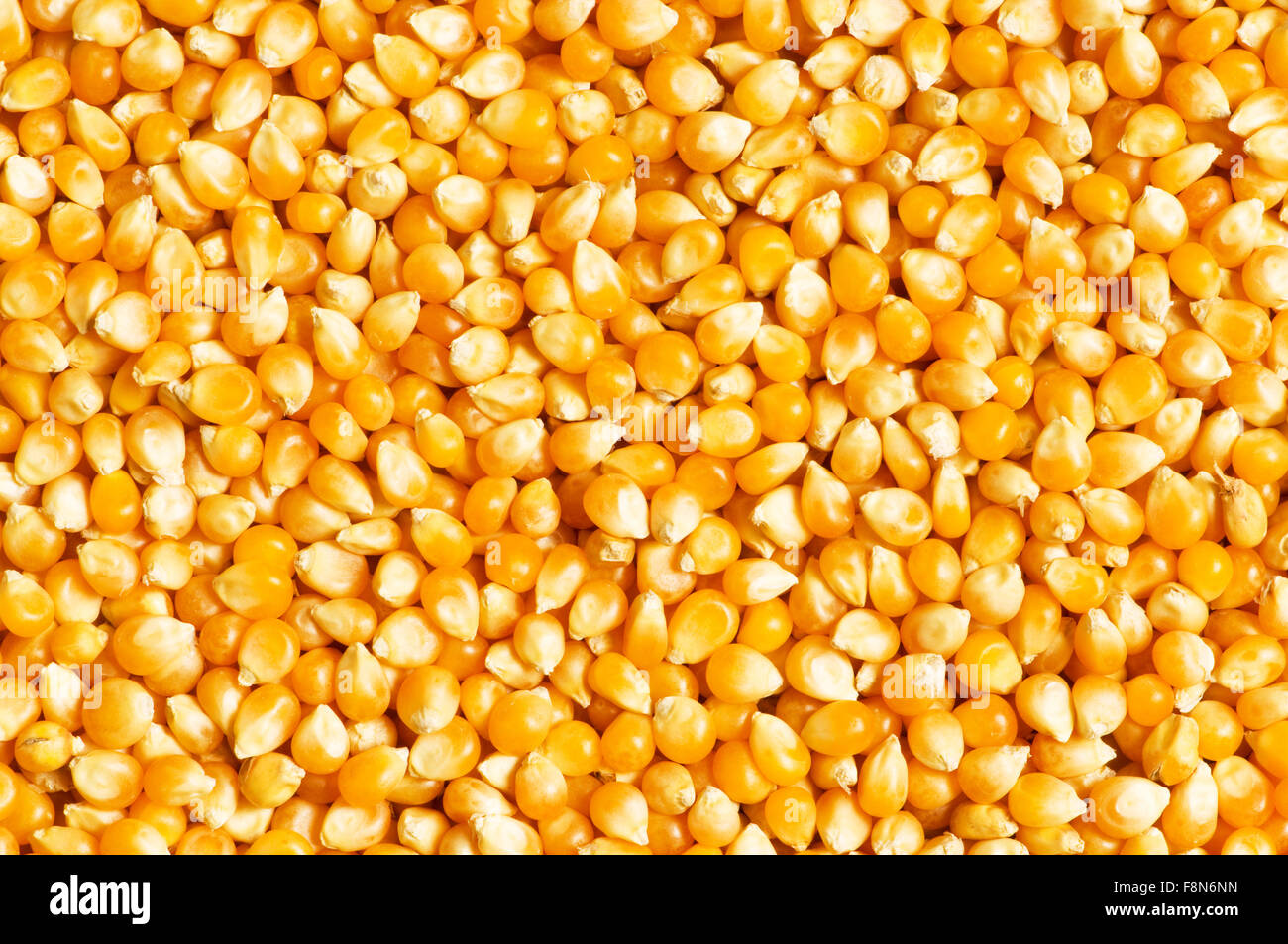Bright corn kernels arranged as the background Stock Photo - Alamy