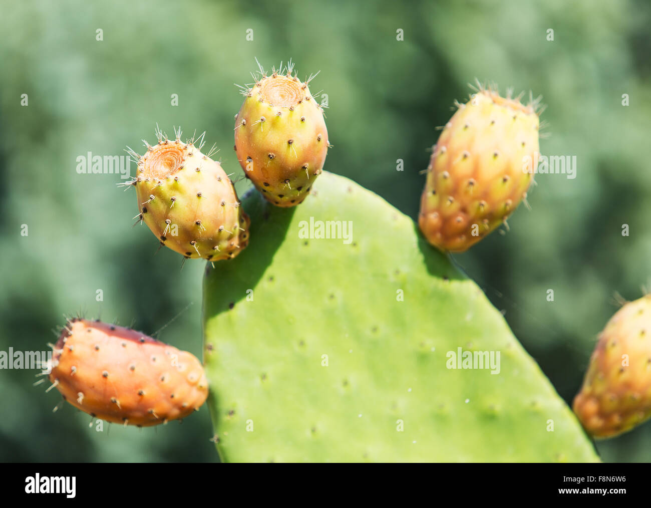 Green prickly cactus leaves. Close up. Stock Photo