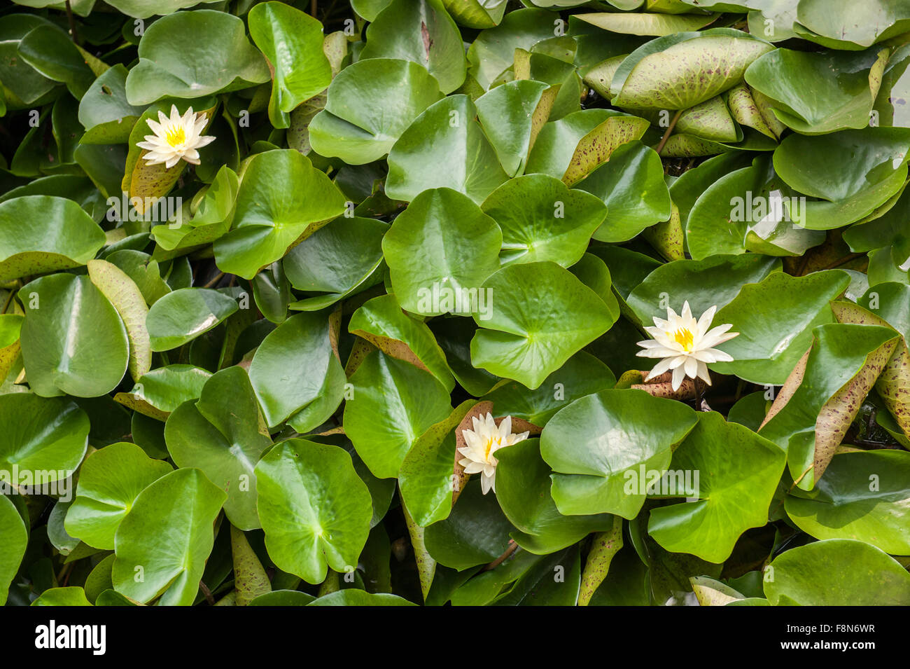 lily pads and flowers on pond Stock Photo