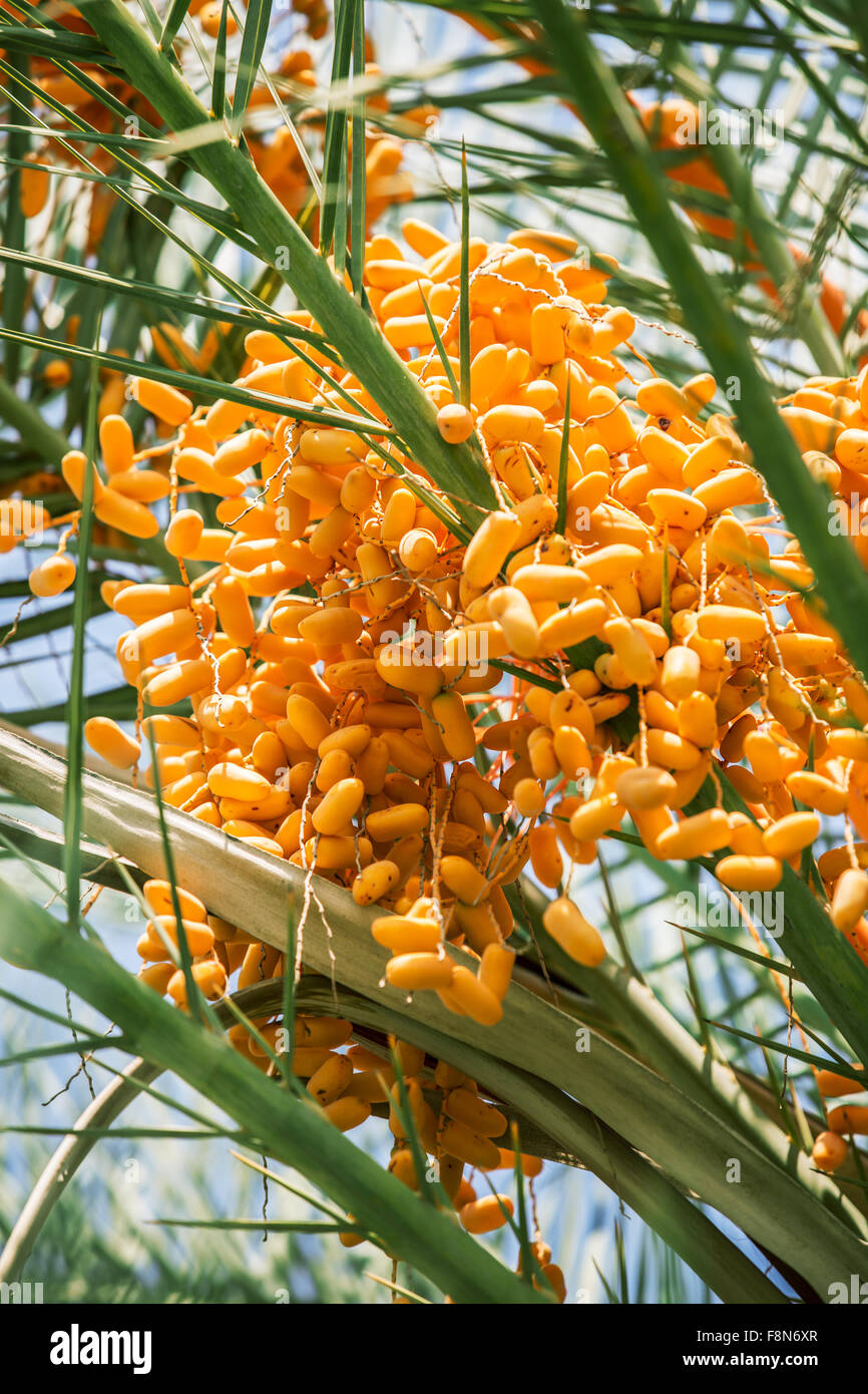 Date fruits on the tree. Close-up Stock Photo - Alamy