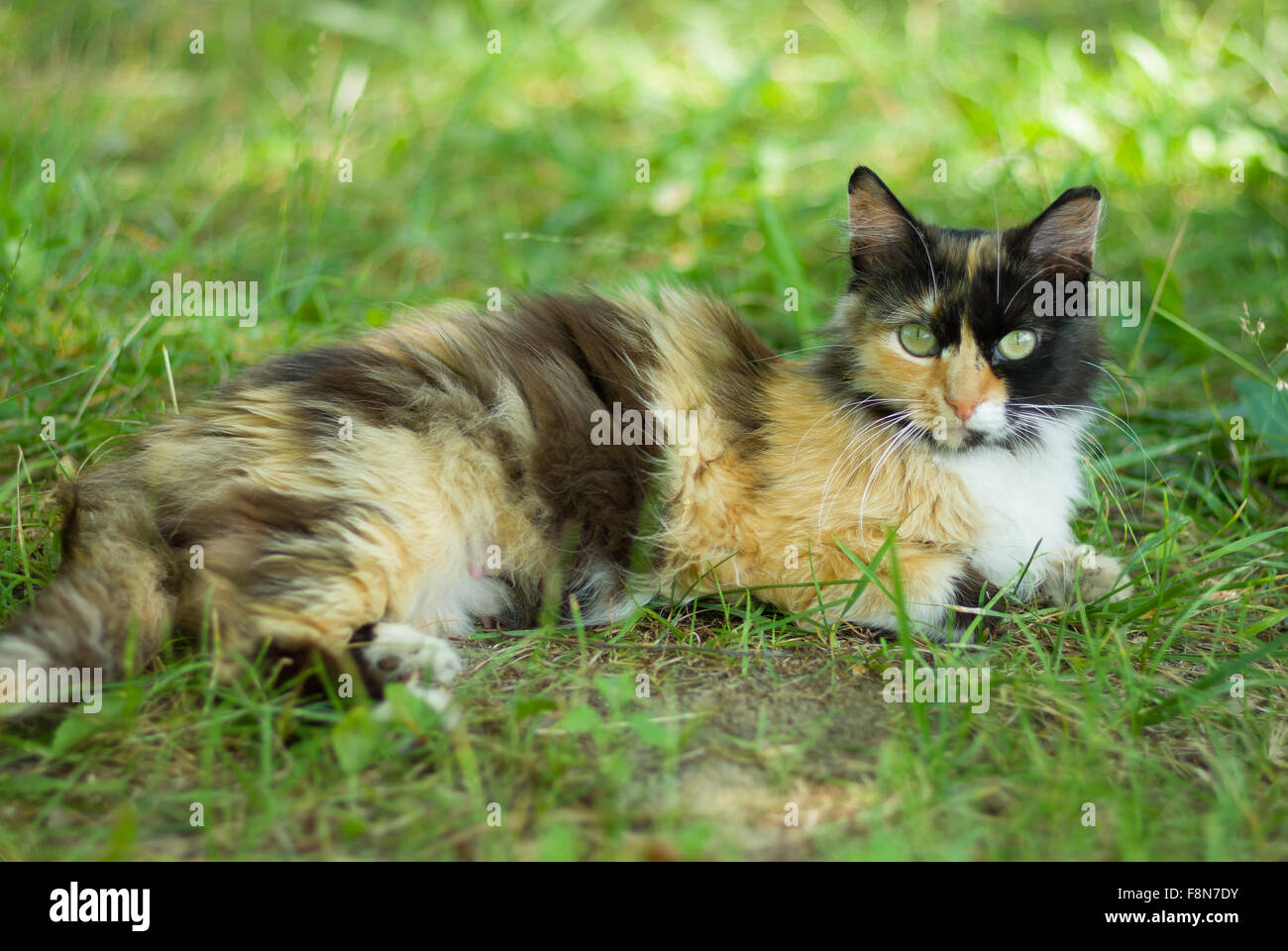 Three colored cat laying in shady place in the summer grass Stock Photo