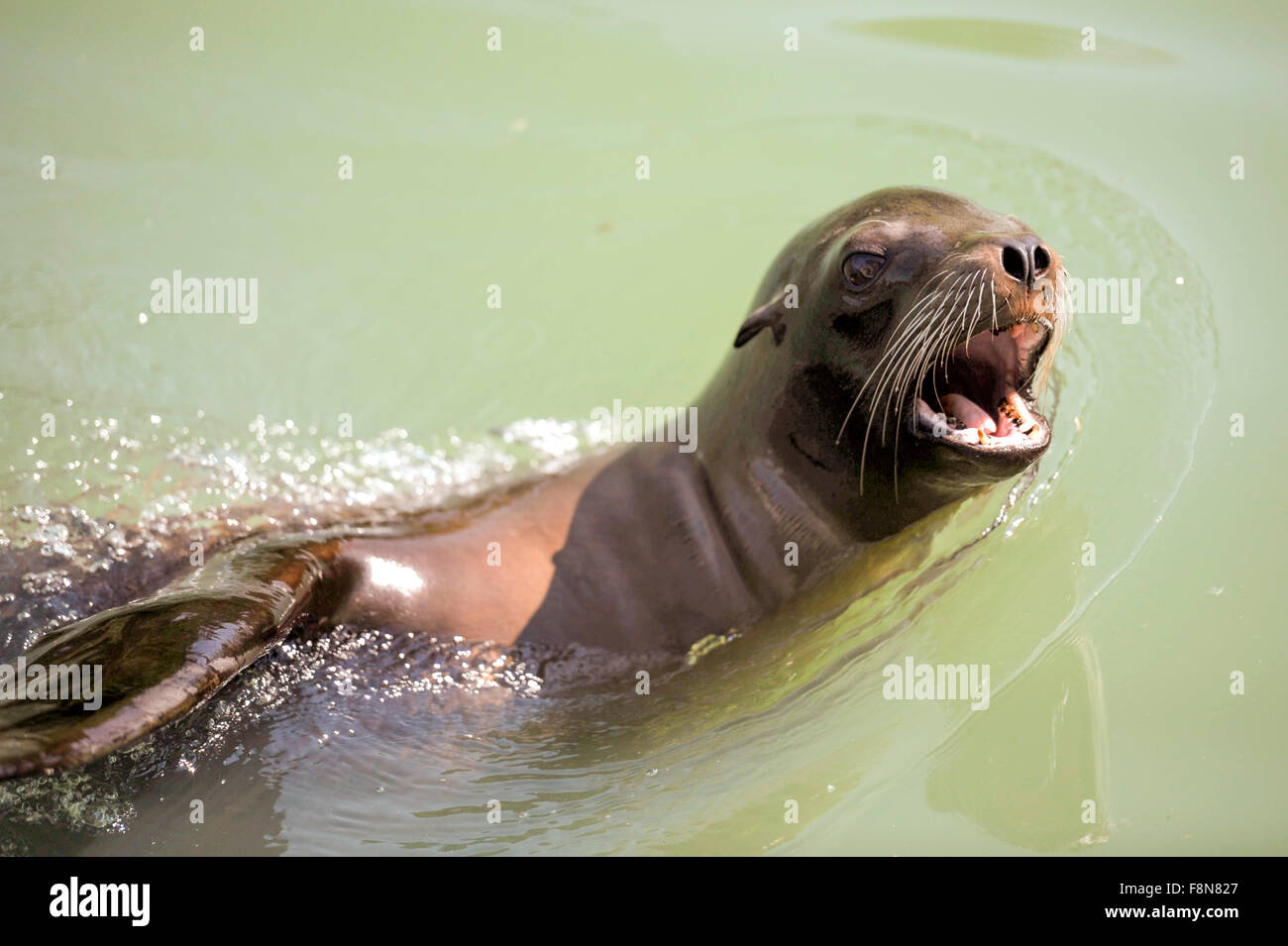 Seal lion in water swimming Stock Photo