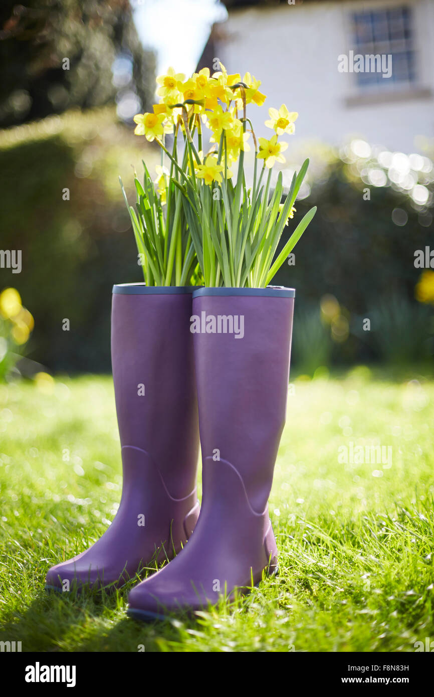 Daffodils Growing Out Of Purple Wellington Boots Stock Photo - Alamy