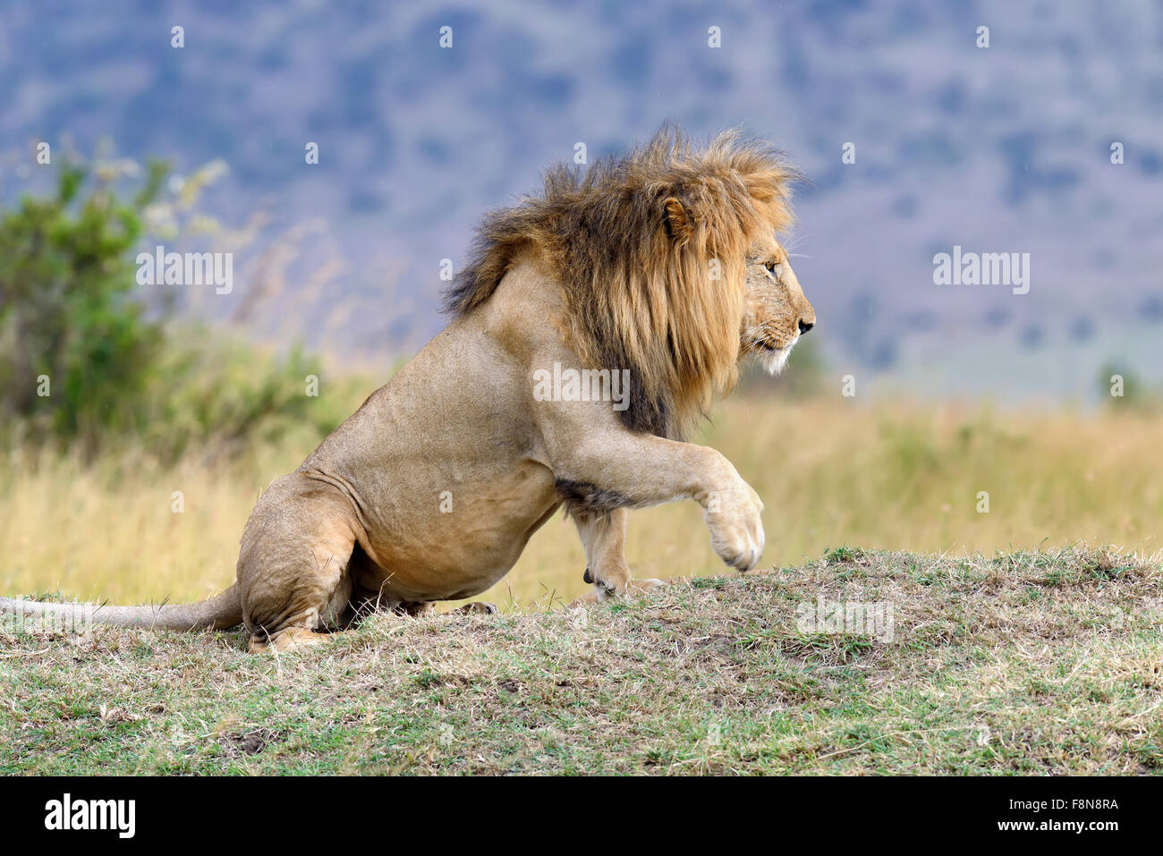 Close lion in National park of Kenya, Africa Stock Photo