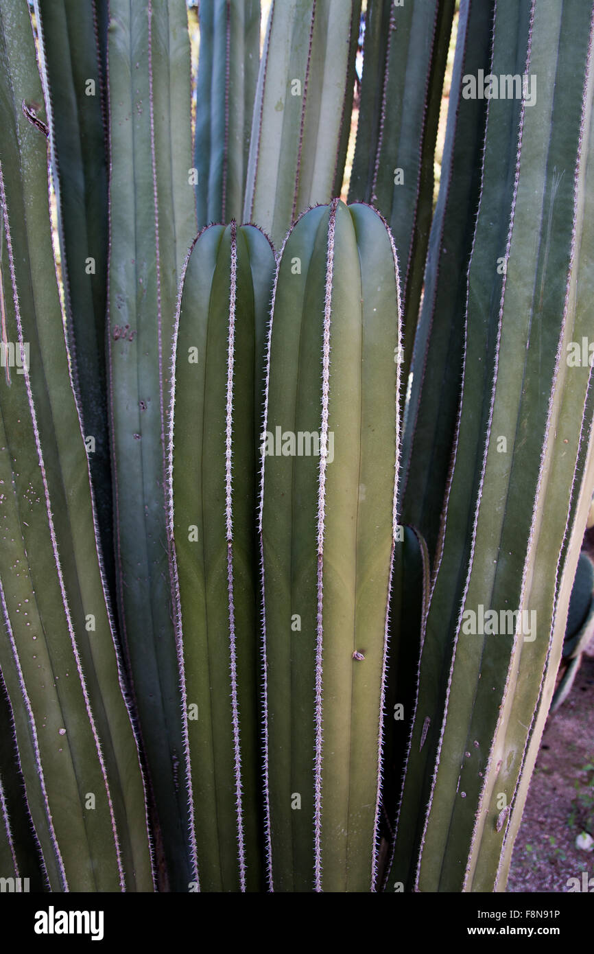 Columnar trunks hi-res stock photography and images - Alamy