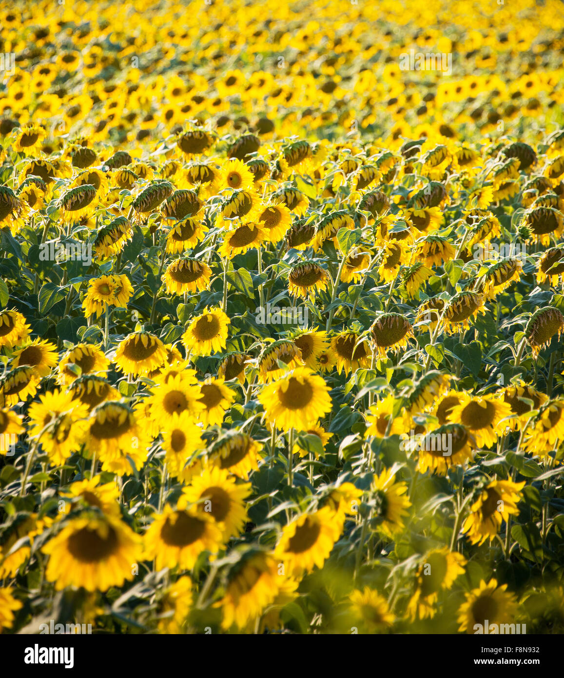 Sunflower field during bright summer day Stock Photo - Alamy