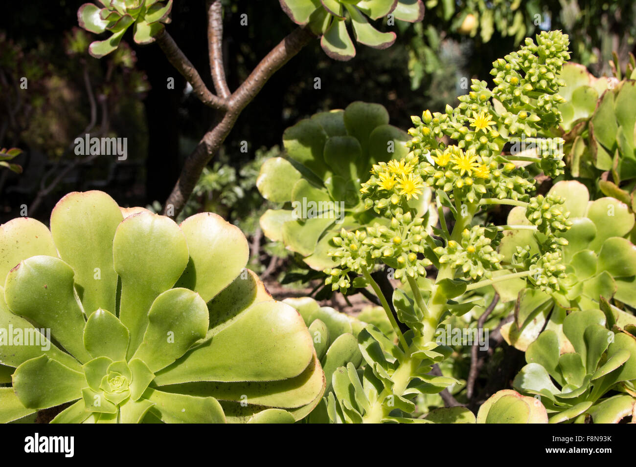 Aeonium canariense is a species of Aeonium, one of the few aeoniums with hairs all over the thick leaves. It tends to grow along Stock Photo