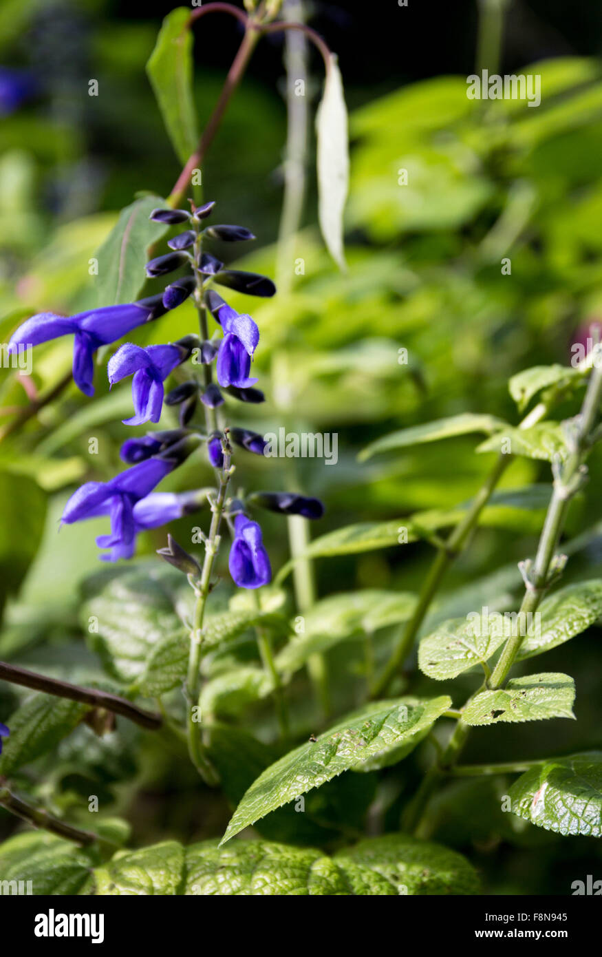 Salvia involucrata is a herbaceous perennial belonging to the family Lamiaceae. It is native to the Mexican states of Puebla, Ta Stock Photo