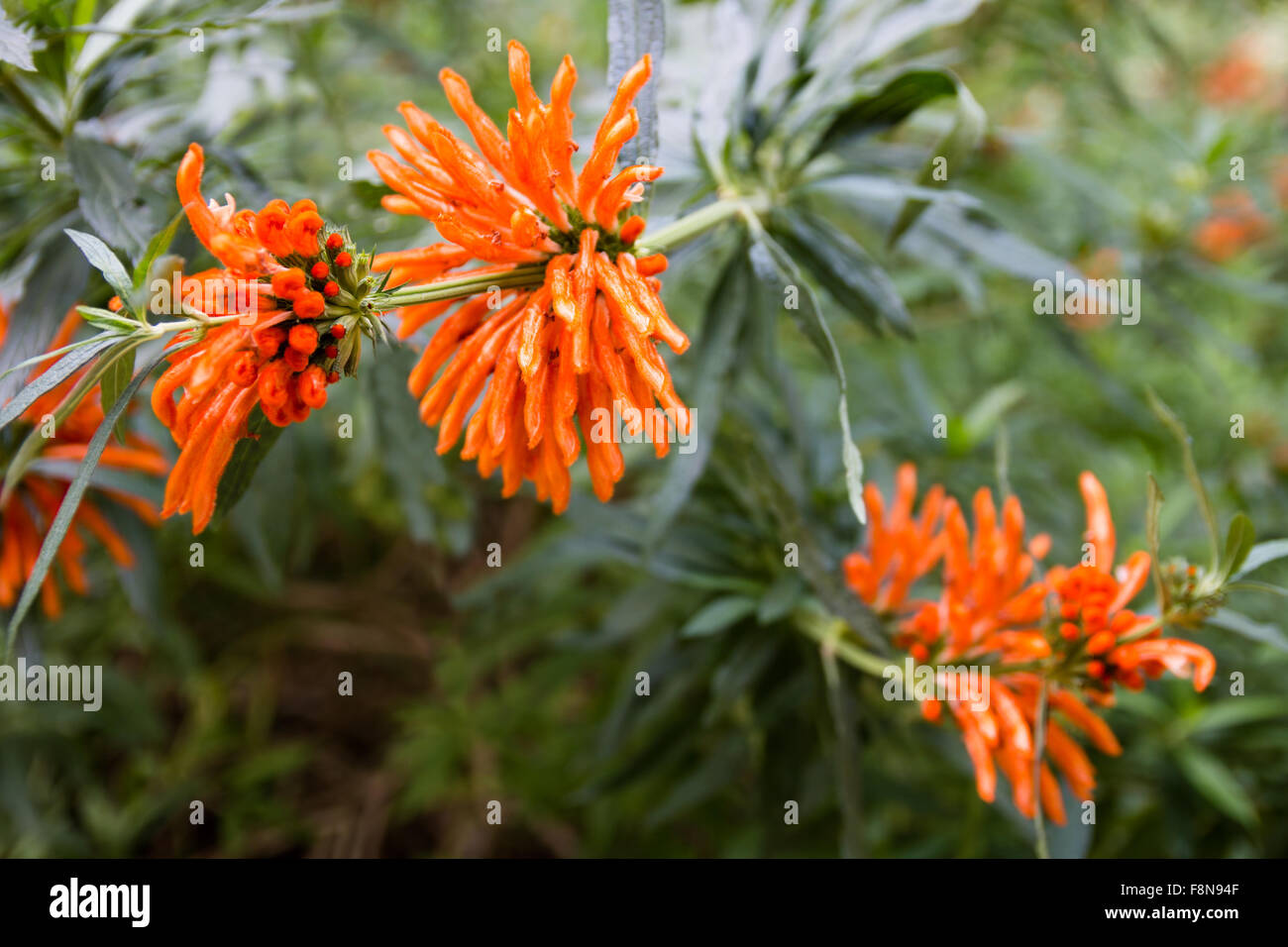 Leonotis leonurus, also known as lion's ear, lion's tail and wild dagga, is a plant species in the Lamiaceae family. The plant i Stock Photo
