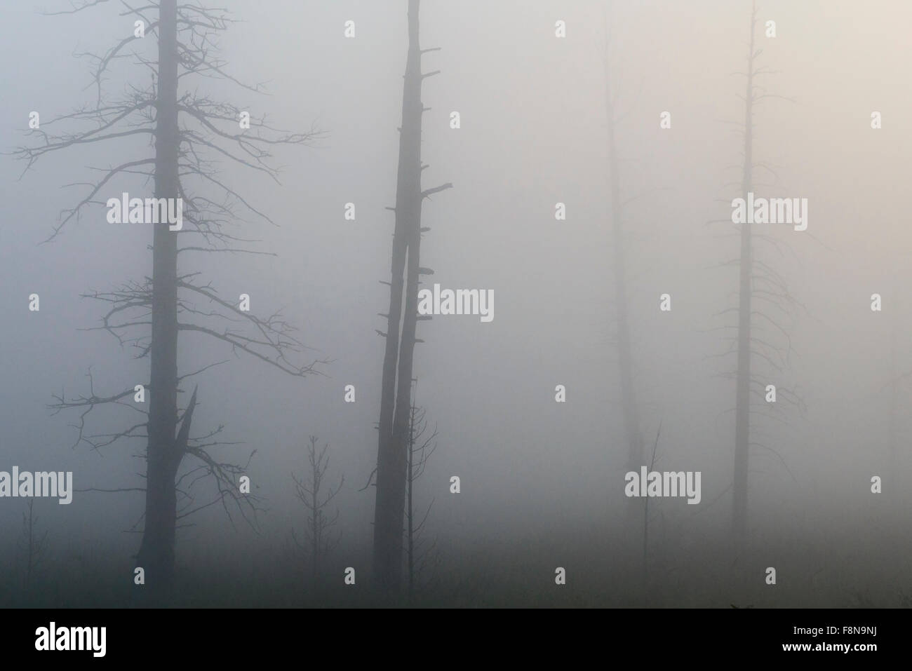 fog in the forest at sunrise Stock Photo - Alamy