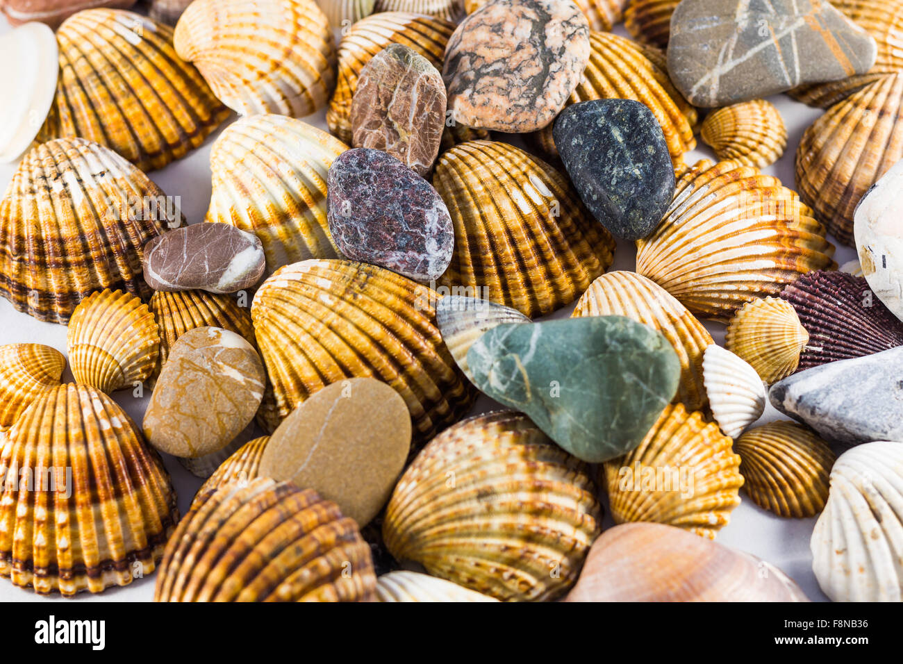 seashells collection isolated, Seashell background Stock Photo Alamy