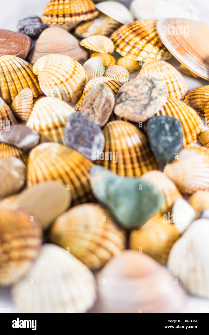 seashells collection isolated, Seashell background Stock Photo