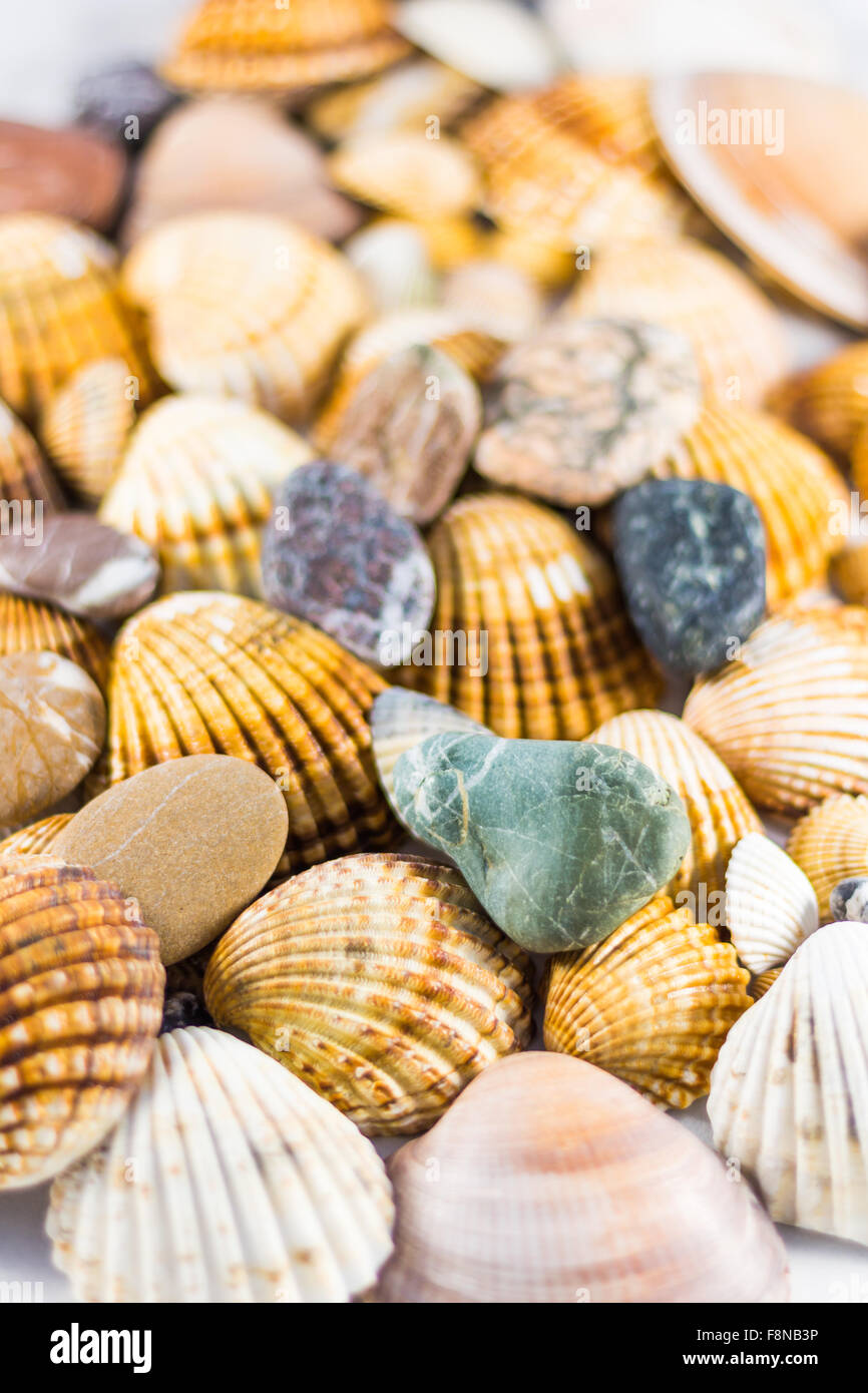 seashells collection isolated, Seashell background Stock Photo