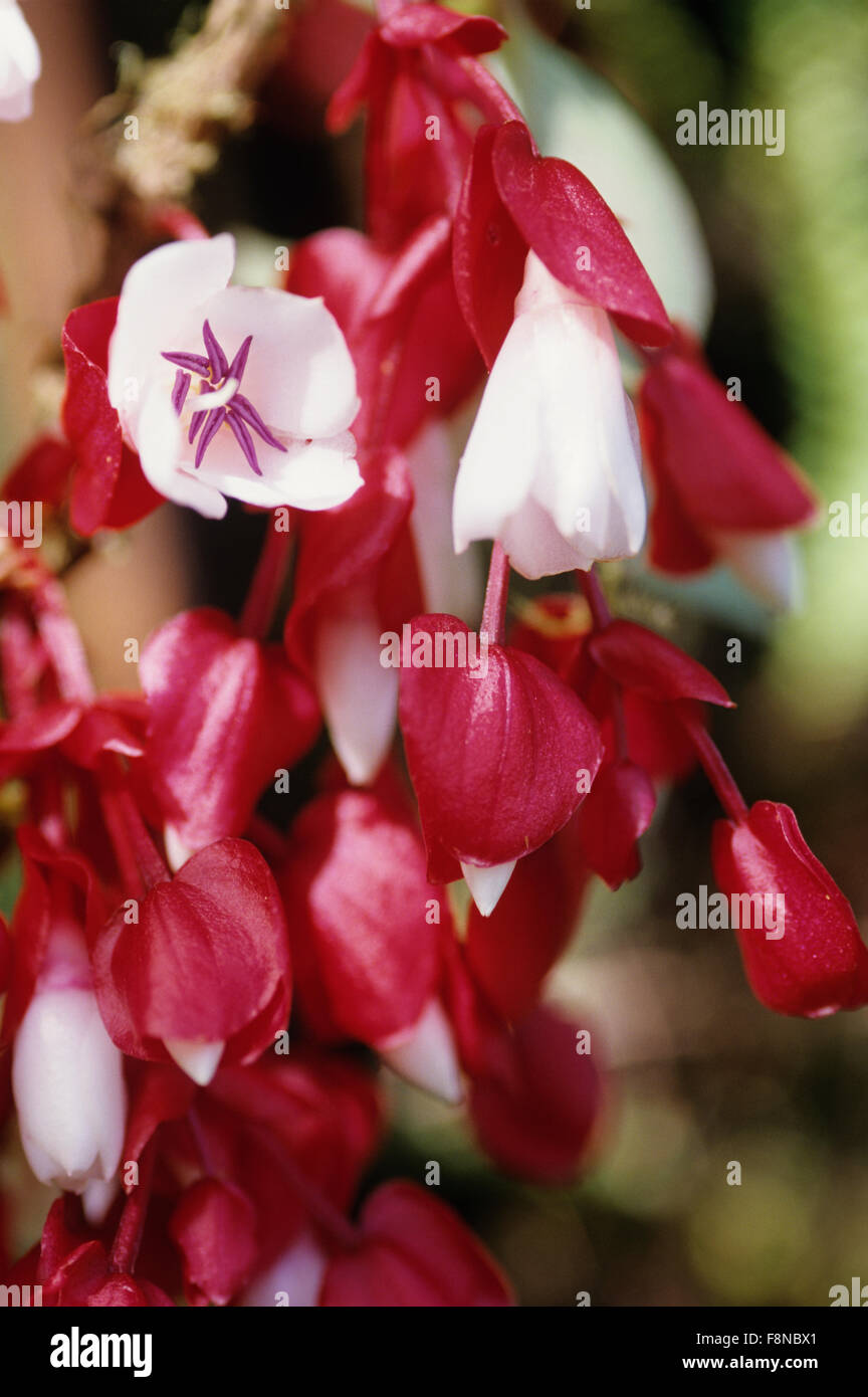 Fiji Islands, botanical, Tagimoucia Blossom, medinilla waterhousei, no